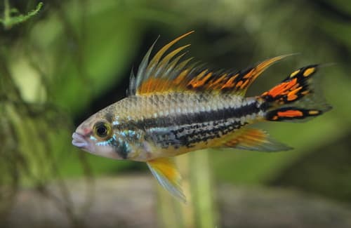 Apistogramma cacatuoides