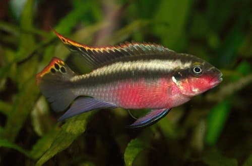 Kribensis