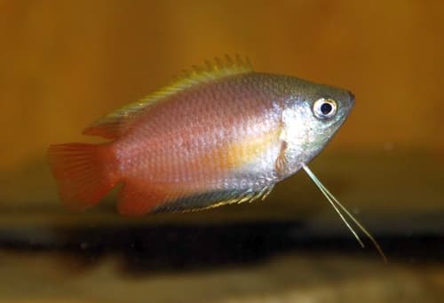 Gourami miel