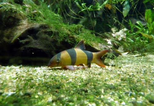 Clown loach