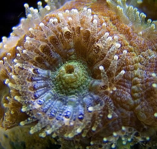 Acan Lord