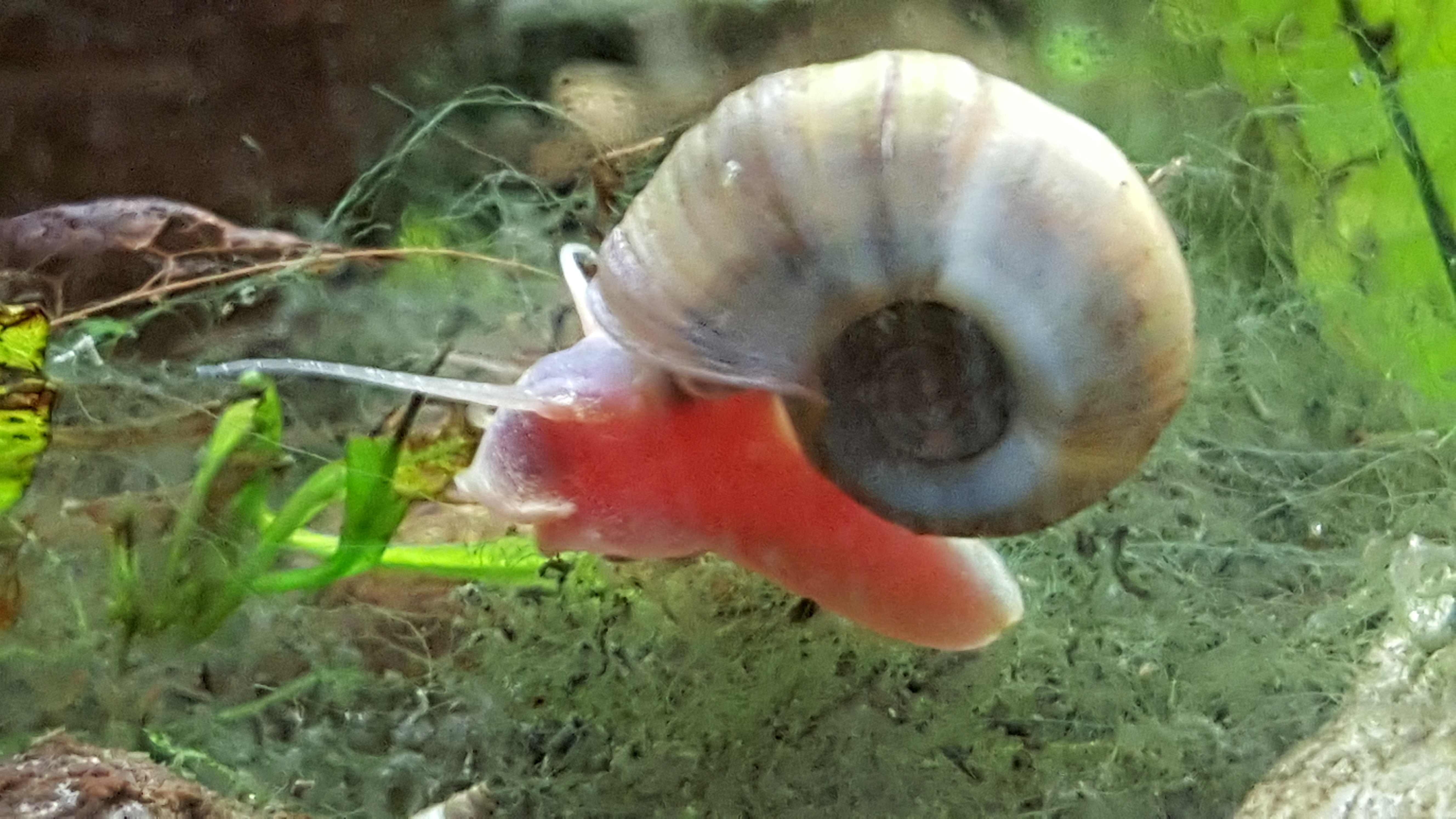 This is a Planorbarius corneus