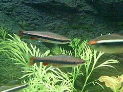 Pencilfish