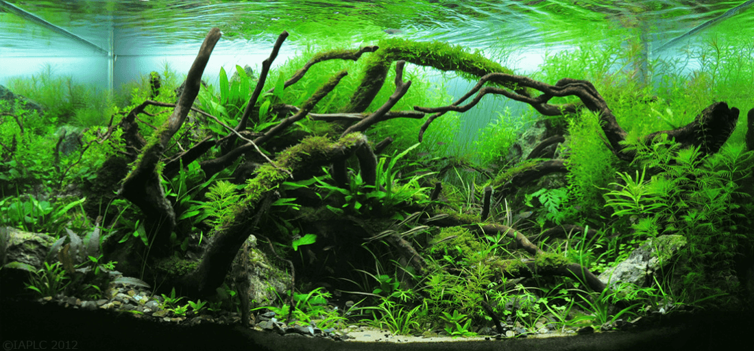 Nature style aquascape, from The International Aquatic Plants Layout Contest 2012 by Duc Viet Bui
