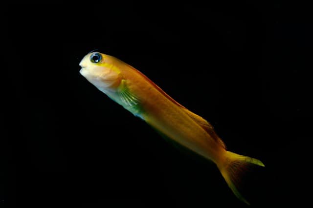 Blenny Midas
