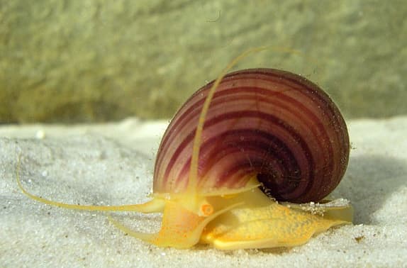 Caracol manzana