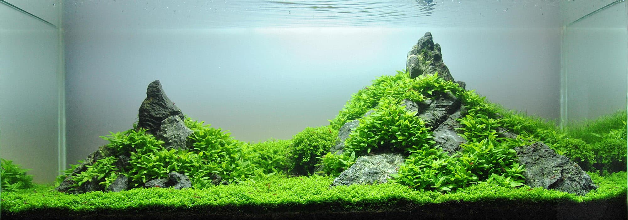 “Tales Creek” 100×40×40 cm Aquascape The hardscape of this layout is really imposing. Seiryu stones were put together to form two mountain tops that s