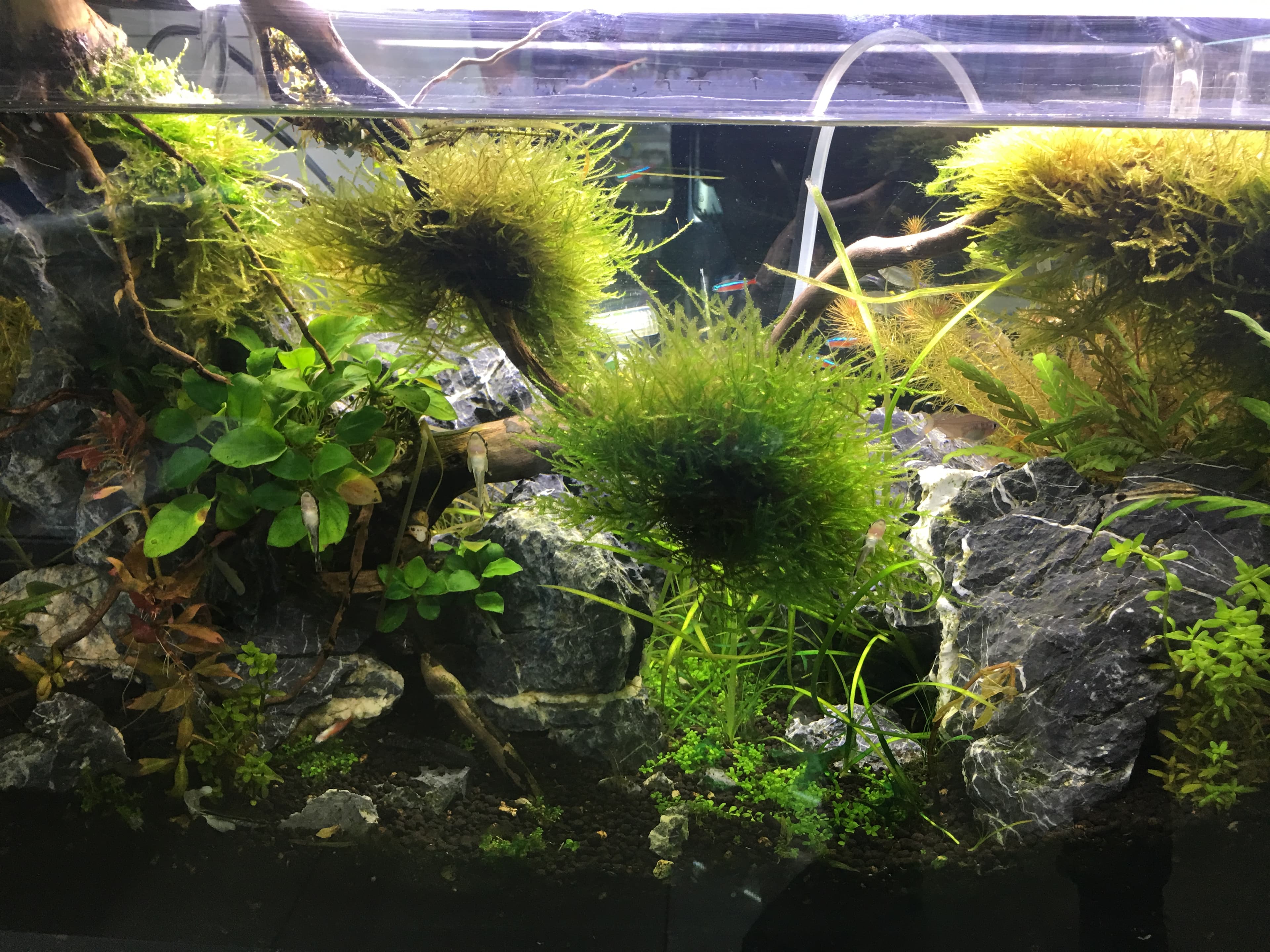 Jungle / Selva