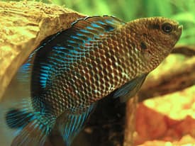 Badis badis