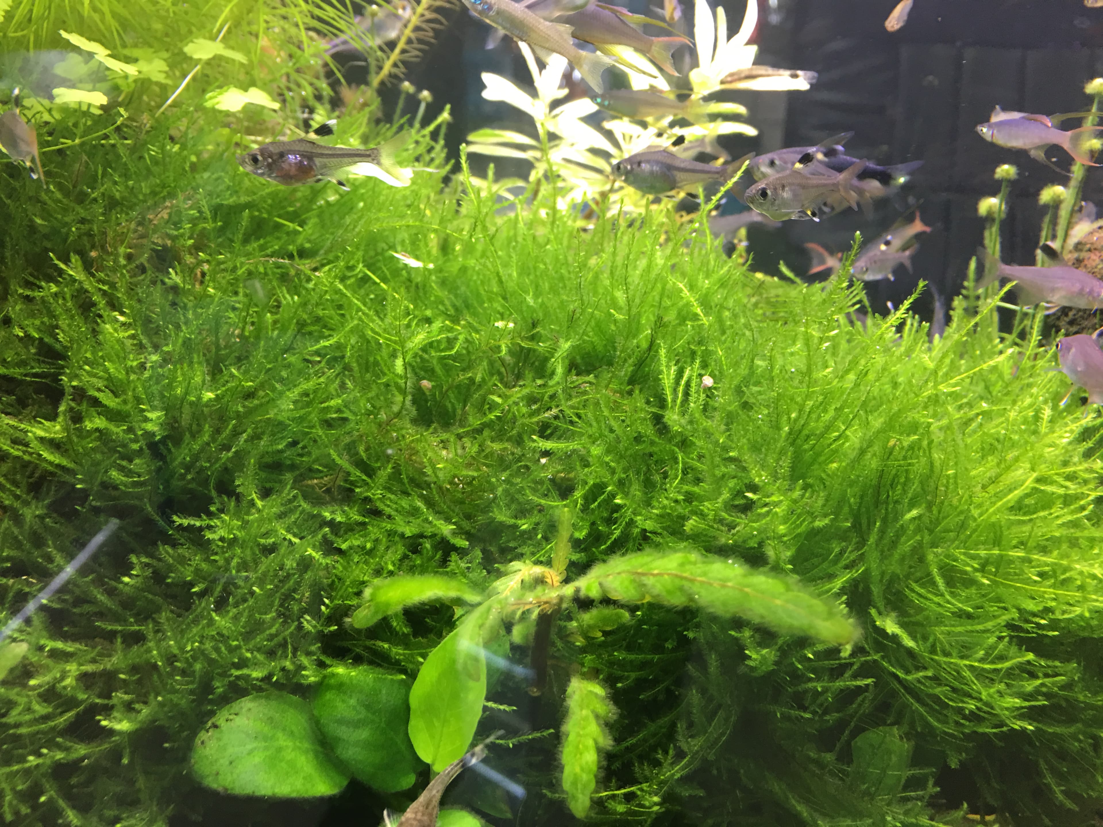 Freshwater aquarium Plants