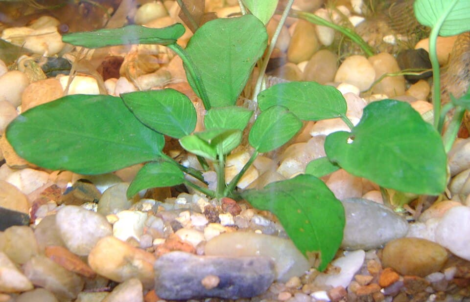 Anubias nana