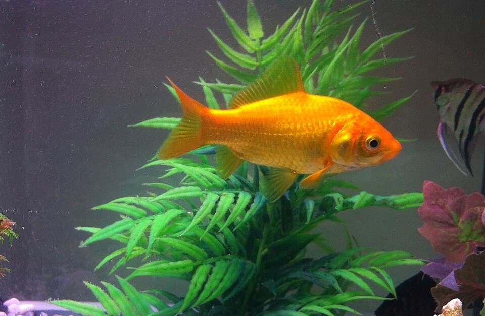Goldfish cometa